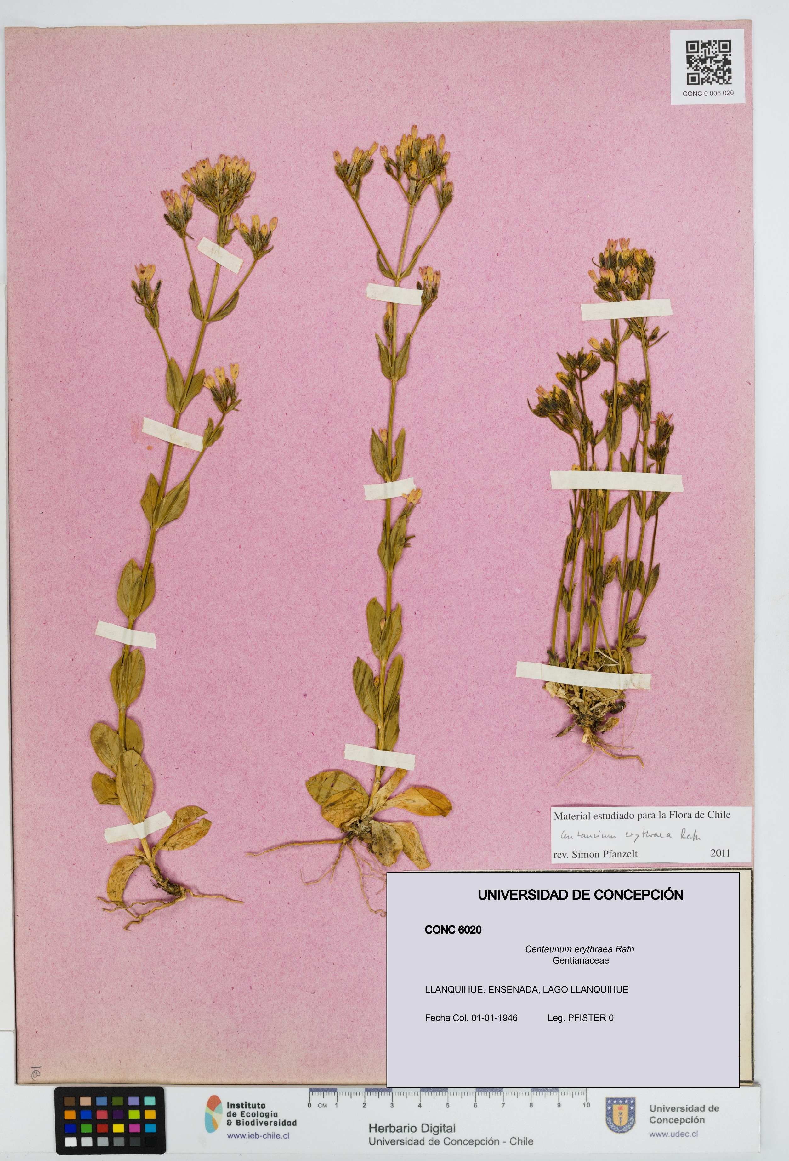 Centaurium erythraea [Espécimen: UDEC:CONC:0006020]
