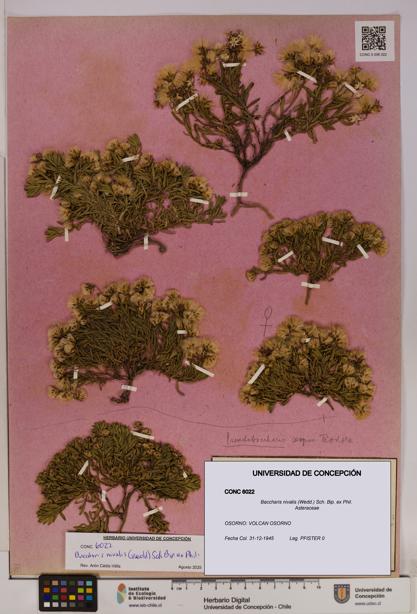 Baccharis nivalis [Espécimen: UDEC:CONC:0006022]