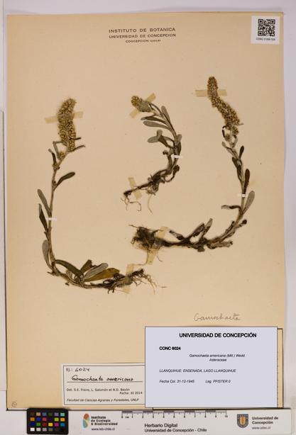 Gamochaeta americana [Espécimen: UDEC:CONC:0006024]