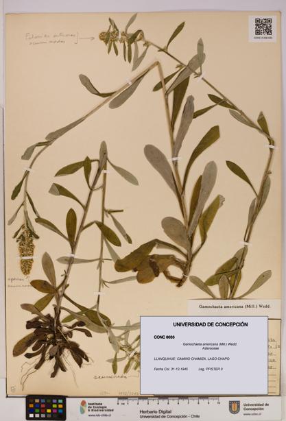 Gamochaeta americana [Espécimen: UDEC:CONC:0006033]