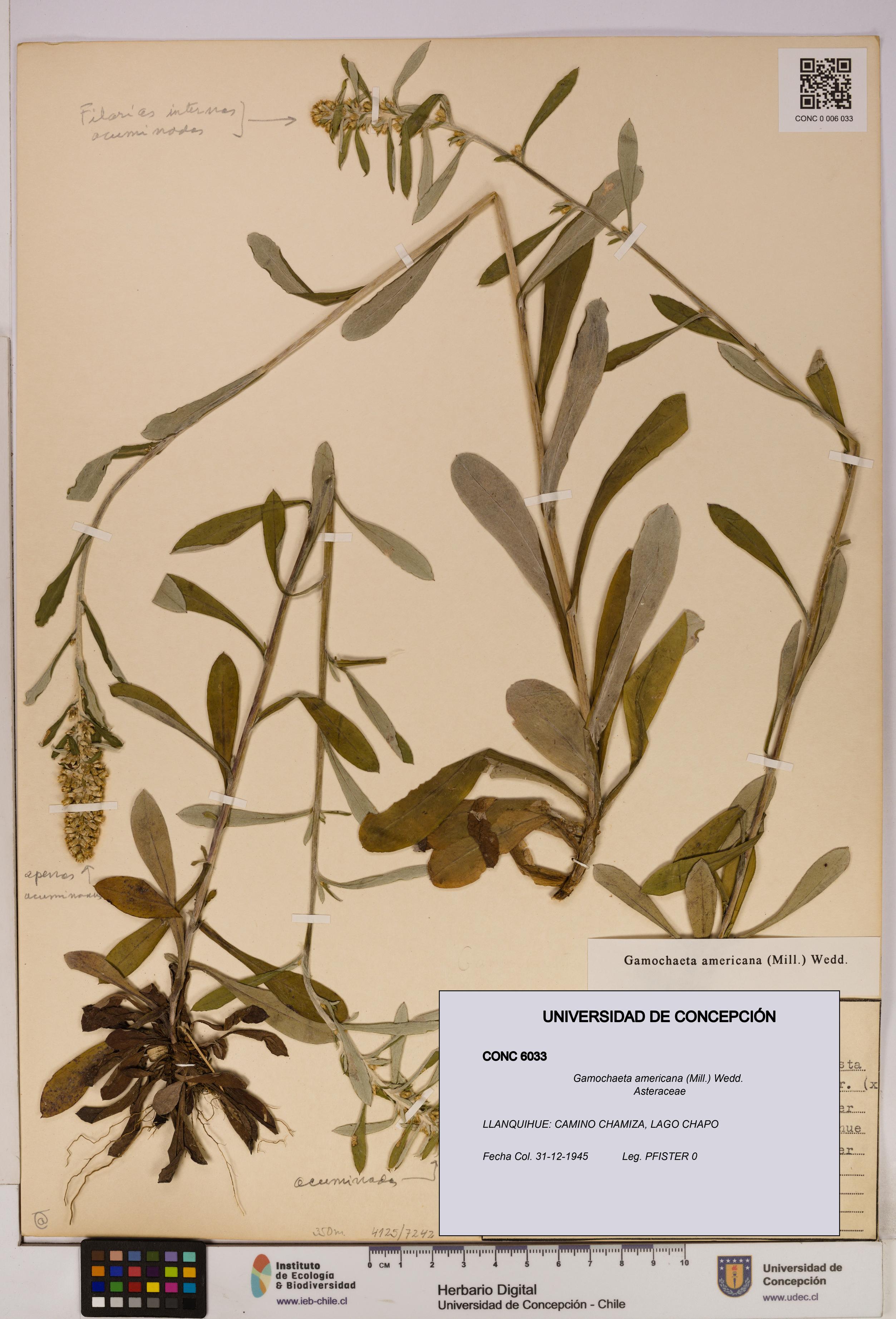 Gamochaeta americana [Espécimen: UDEC:CONC:0006033]