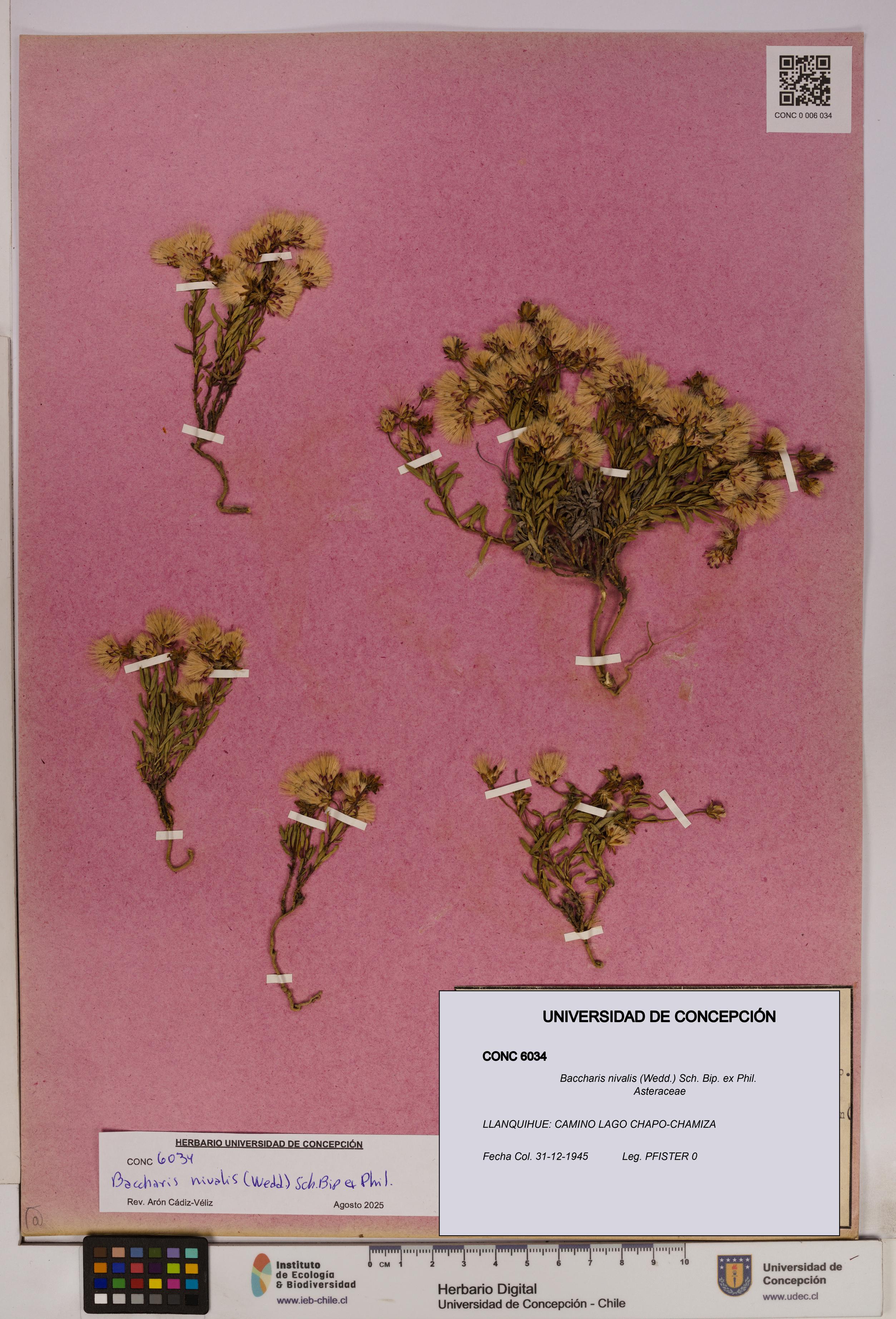 Baccharis nivalis [Espécimen: UDEC:CONC:0006034]