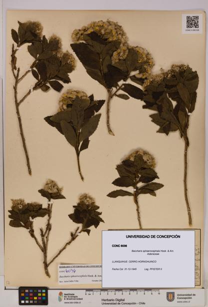 Baccharis sphaerocephala [Espécimen: UDEC:CONC:0006036]