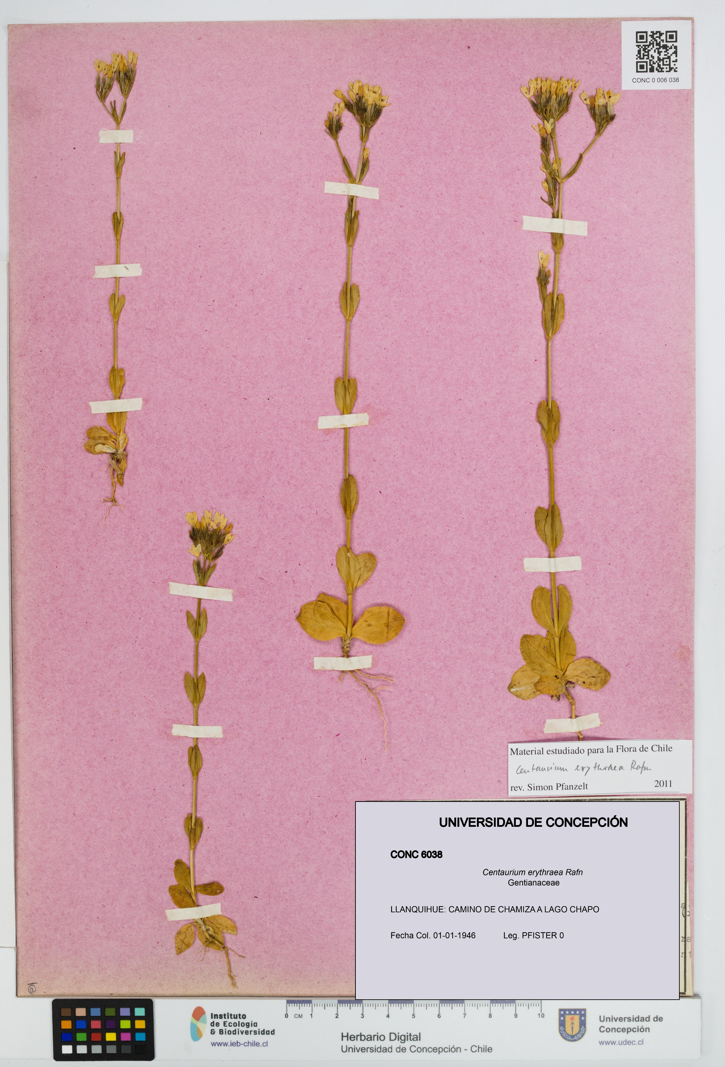 Centaurium erythraea [Espécimen: UDEC:CONC:0006038]