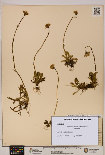 Haplosticha trifurcata [Espécimen: UDEC:CONC:0006039]