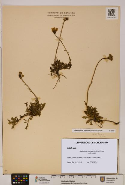 Haplosticha trifurcata [Espécimen: UDEC:CONC:0006040]