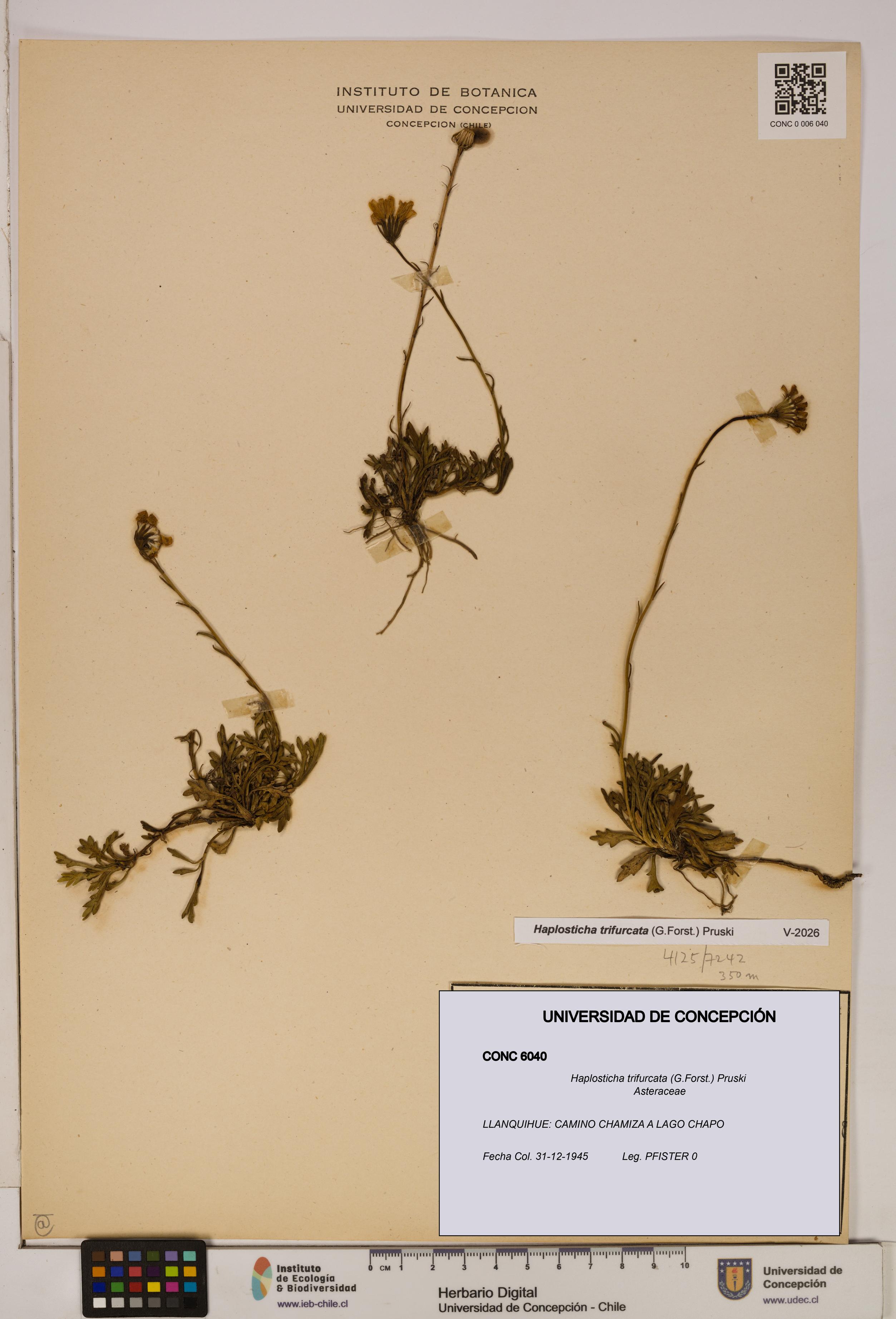 Haplosticha trifurcata [Espécimen: UDEC:CONC:0006040]