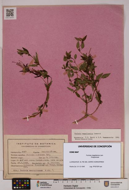 Fuchsia magellanica [Espécimen: UDEC:CONC:0006047]