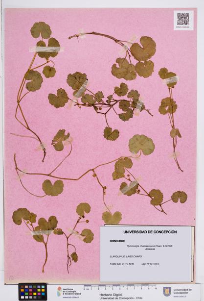 Hydrocotyle chamaemorus [Espécimen: ]