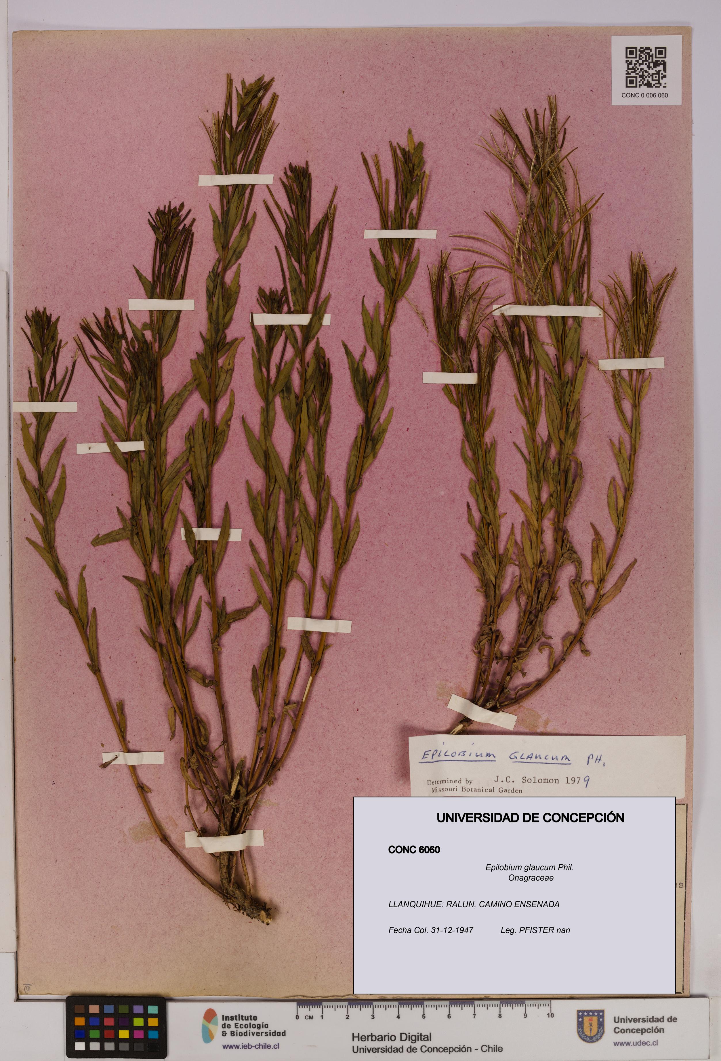 Epilobium glaucum [Espécimen: UDEC:CONC:0006060]