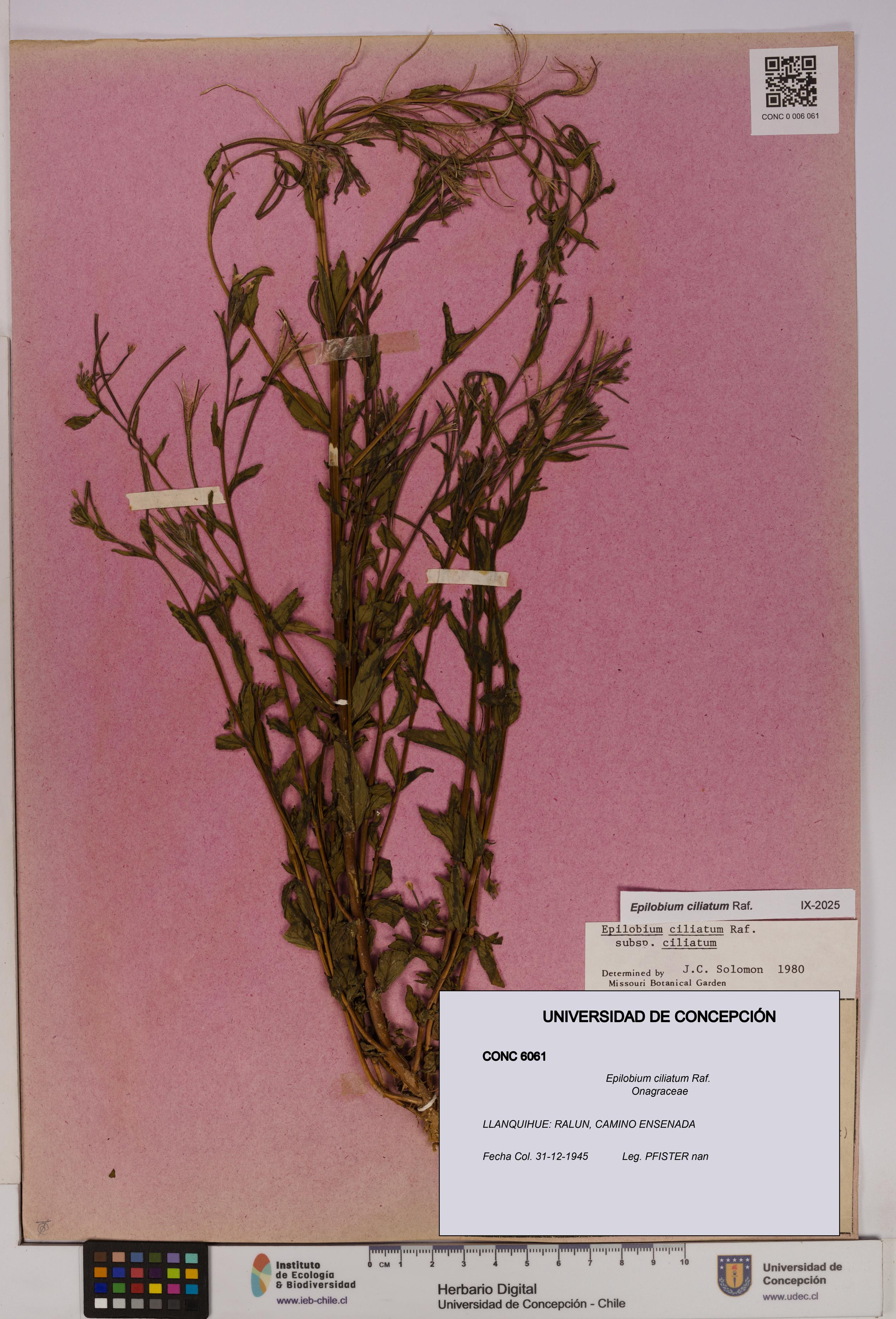 Epilobium ciliatum [Espécimen: UDEC:CONC:0006061]
