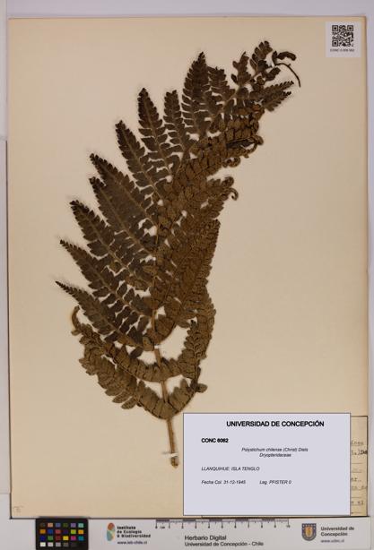Polystichum chilense [Espécimen: UDEC:CONC:0006062]