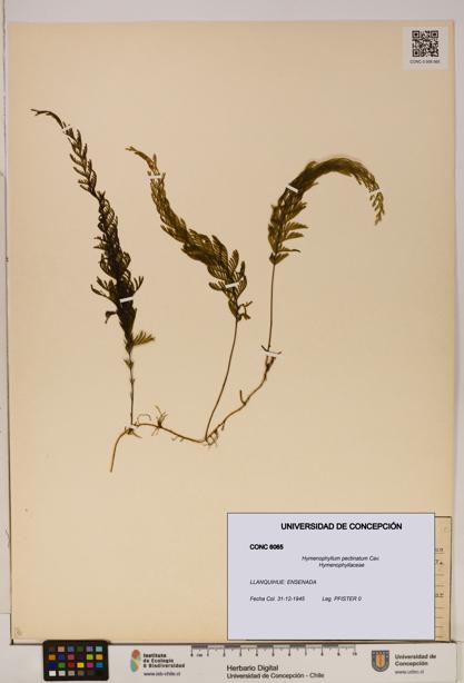 Hymenophyllum pectinatum [Espécimen: ]