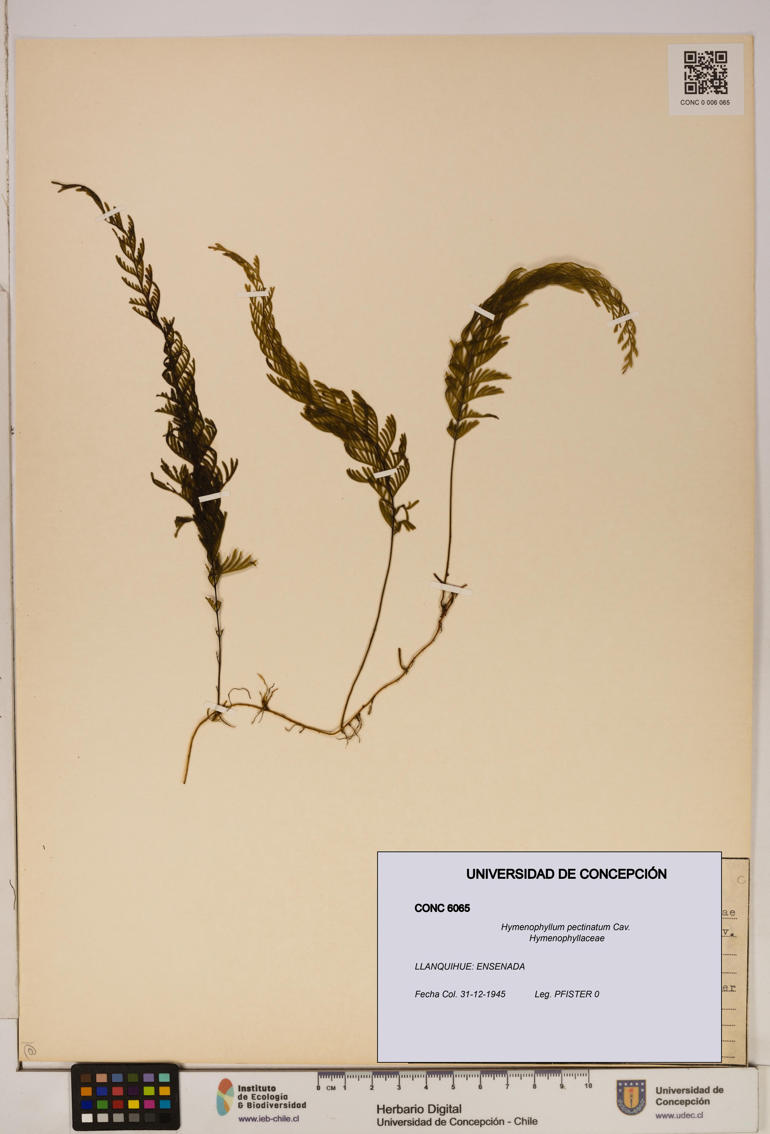 Hymenophyllum pectinatum [Espécimen: ]