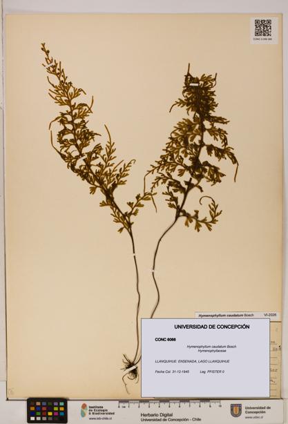 Hymenophyllum caudatum [Espécimen: UDEC:CONC:0006066]