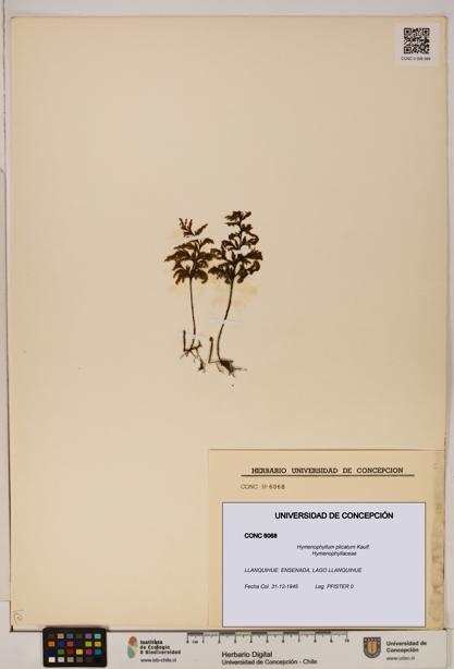 Hymenophyllum plicatum [Espécimen: ]