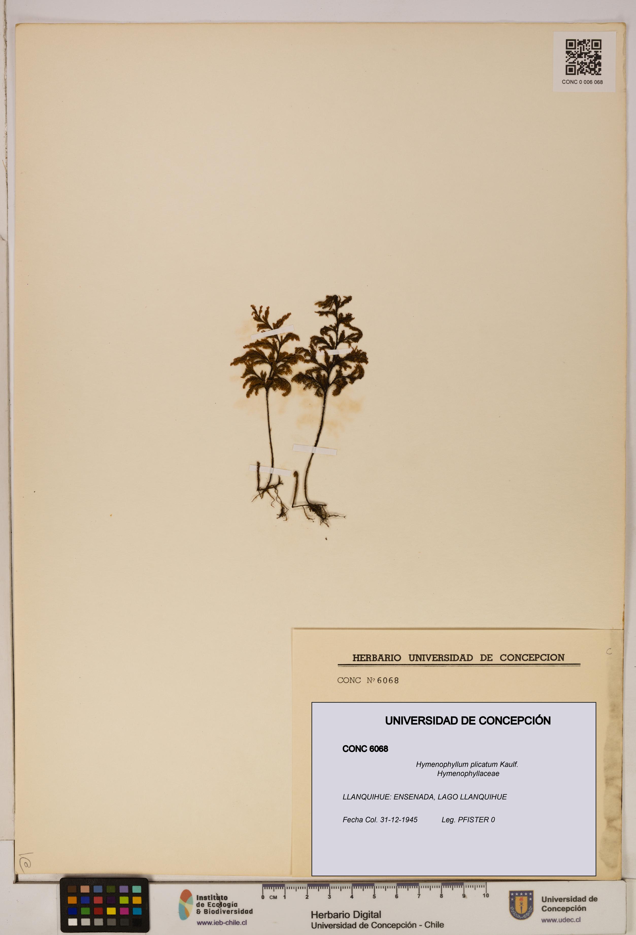 Hymenophyllum plicatum [Espécimen: ]