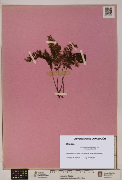 Hymenophyllum dentatum [Espécimen: UDEC:CONC:0006069]
