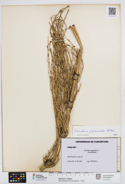 Equisetum giganteum [Espécimen: UDEC:CONC:0006077]