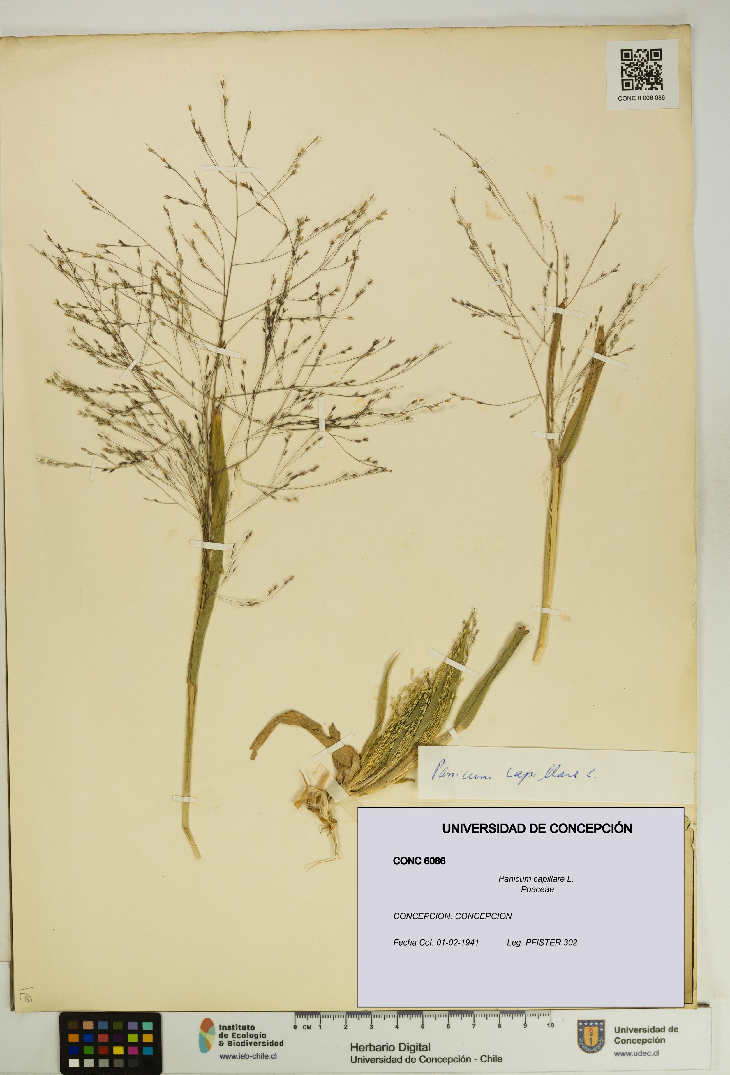 Panicum capillare [Espécimen: UDEC:CONC:0006086]