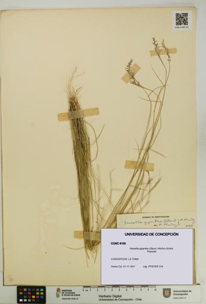 Nassella gigantea [Espécimen: UDEC:CONC:0006100]