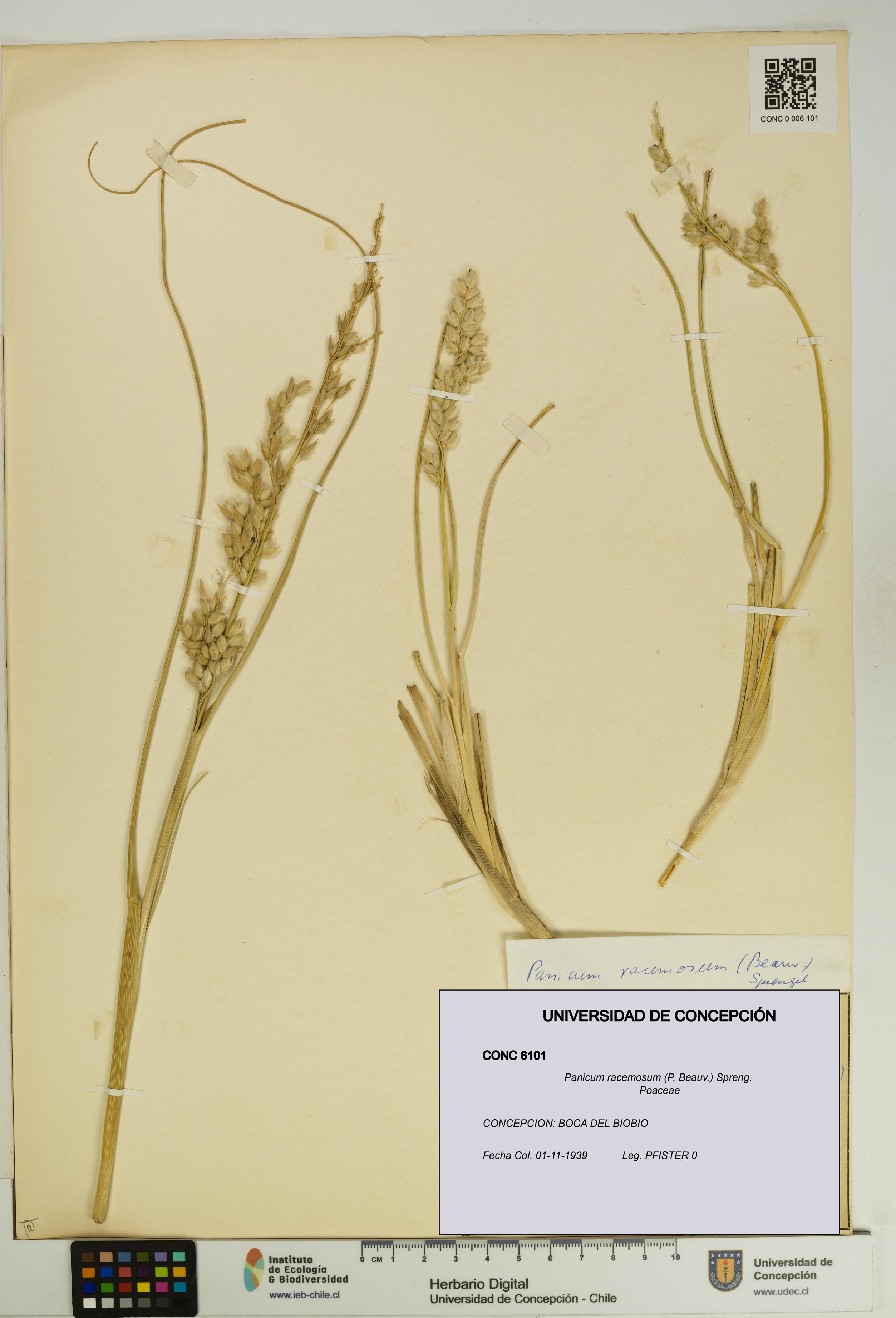 Panicum racemosum [Espécimen: UDEC:CONC:0006101]