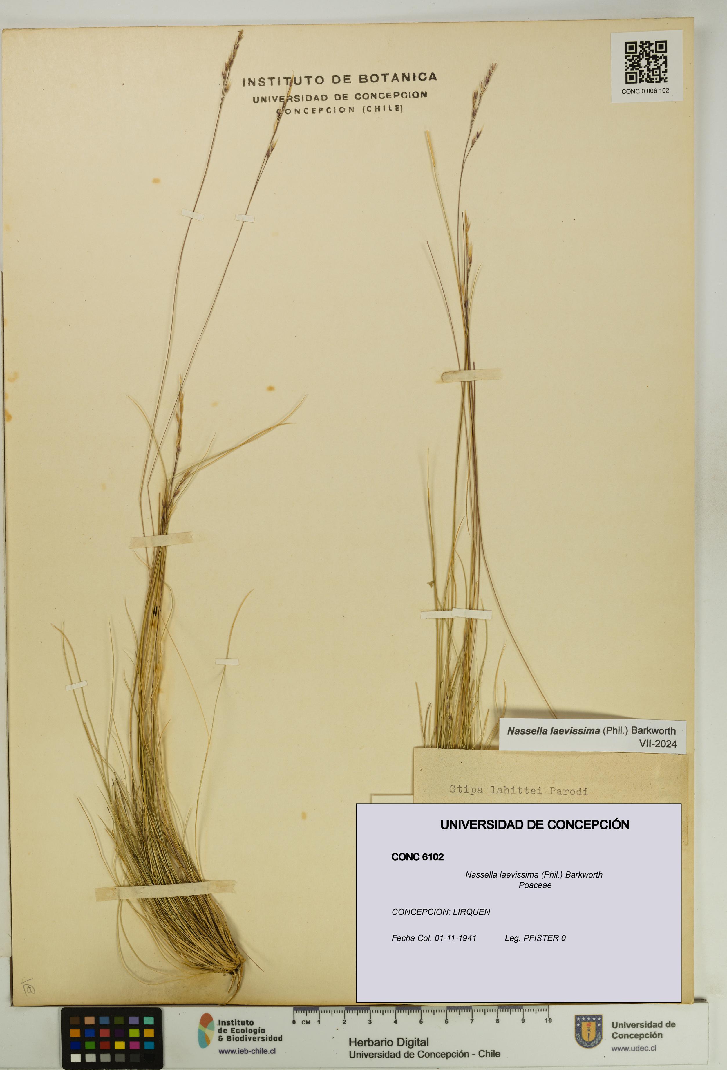 Nassella laevissima [Espécimen: UDEC:CONC:0006102]