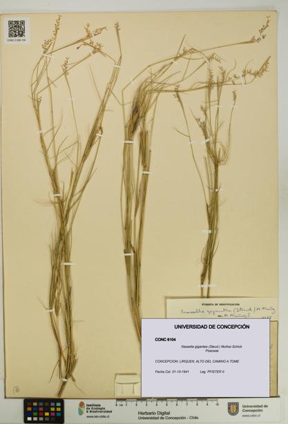 Nassella gigantea [Espécimen: UDEC:CONC:0006104]