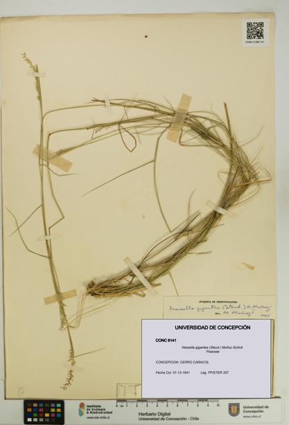 Nassella gigantea [Espécimen: UDEC:CONC:0006141]