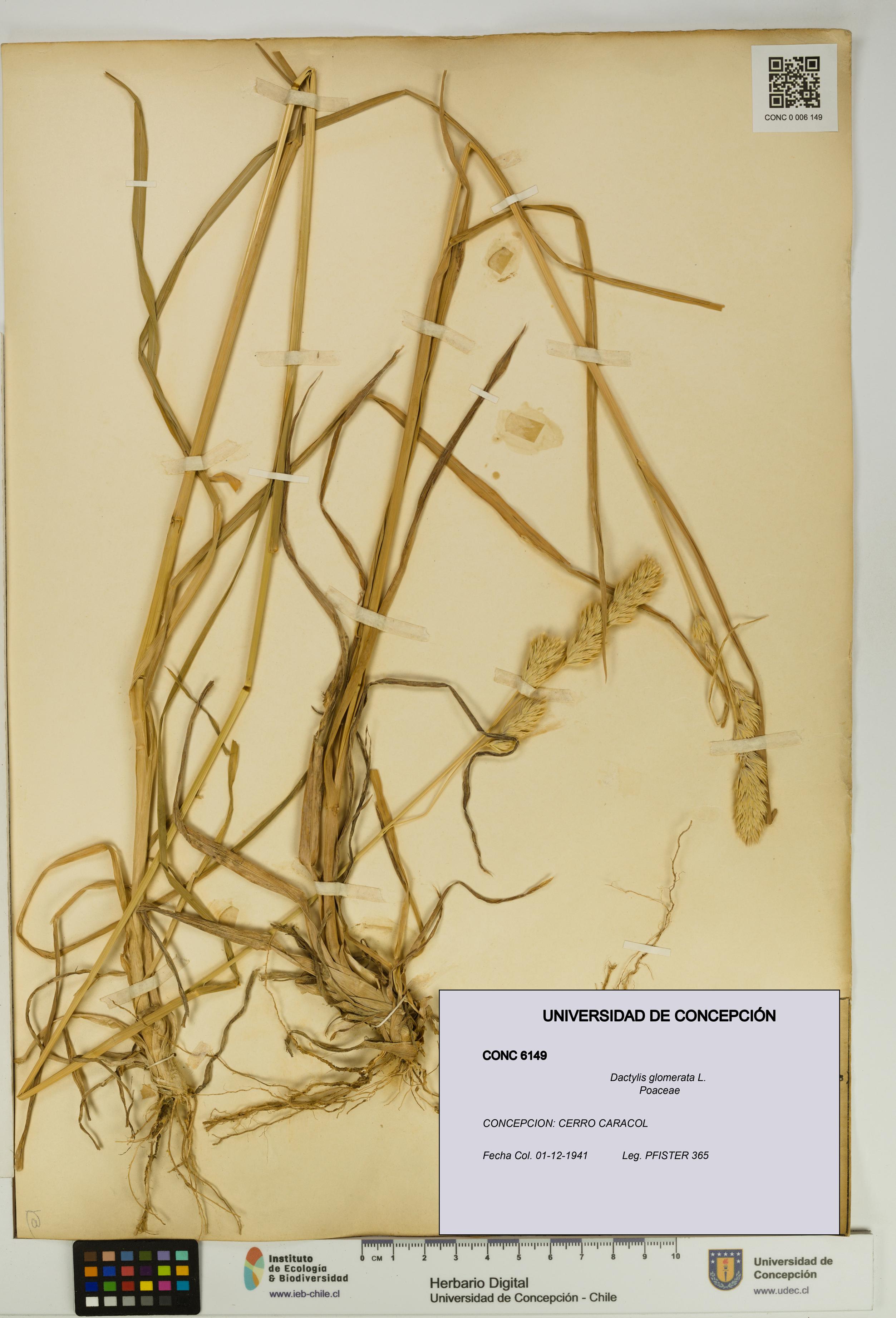 Dactylis glomerata [Espécimen: UDEC:CONC:0006149]