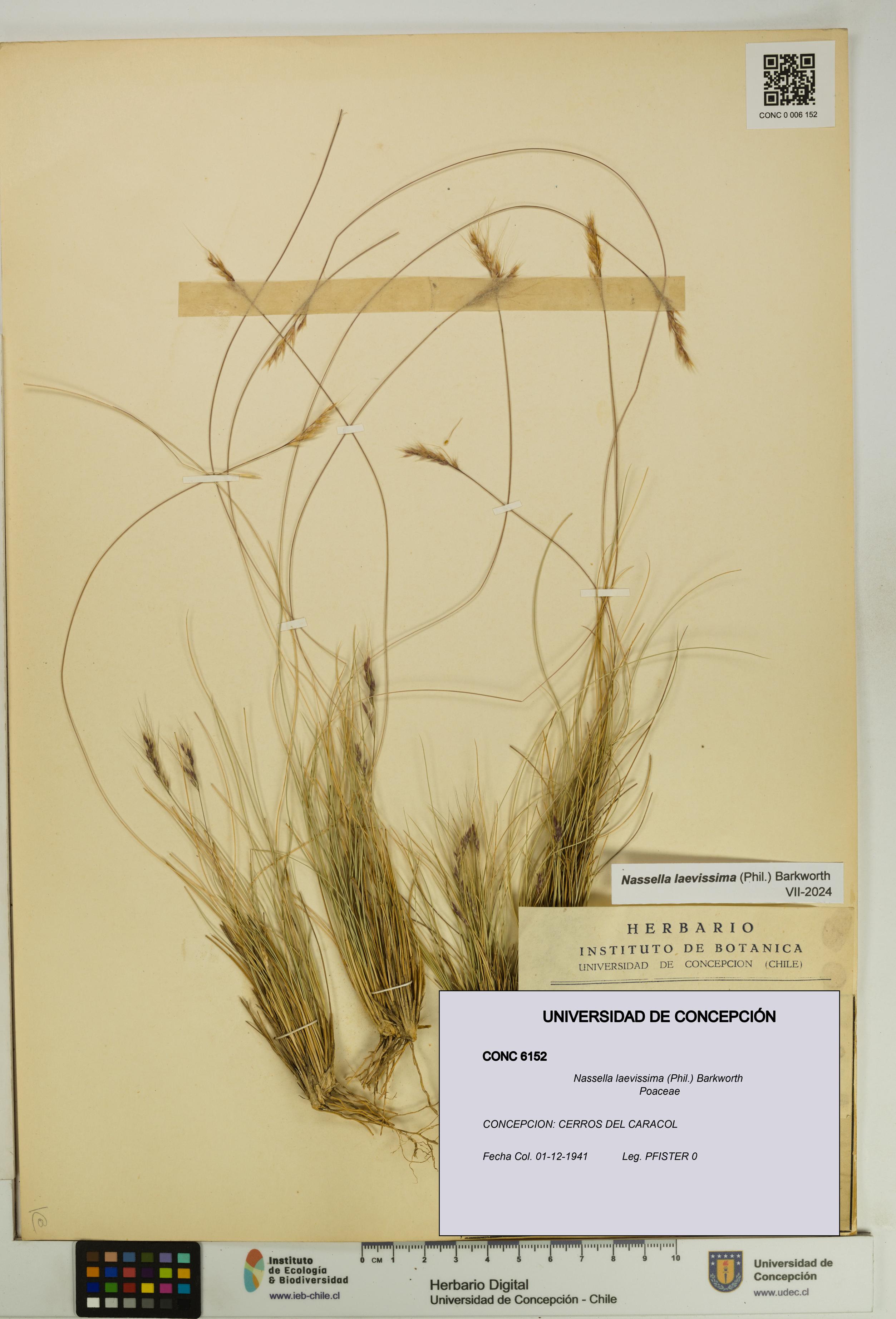 Nassella laevissima [Espécimen: UDEC:CONC:0006152]