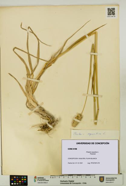 Phalaris aquatica [Espécimen: UDEC:CONC:0006159]