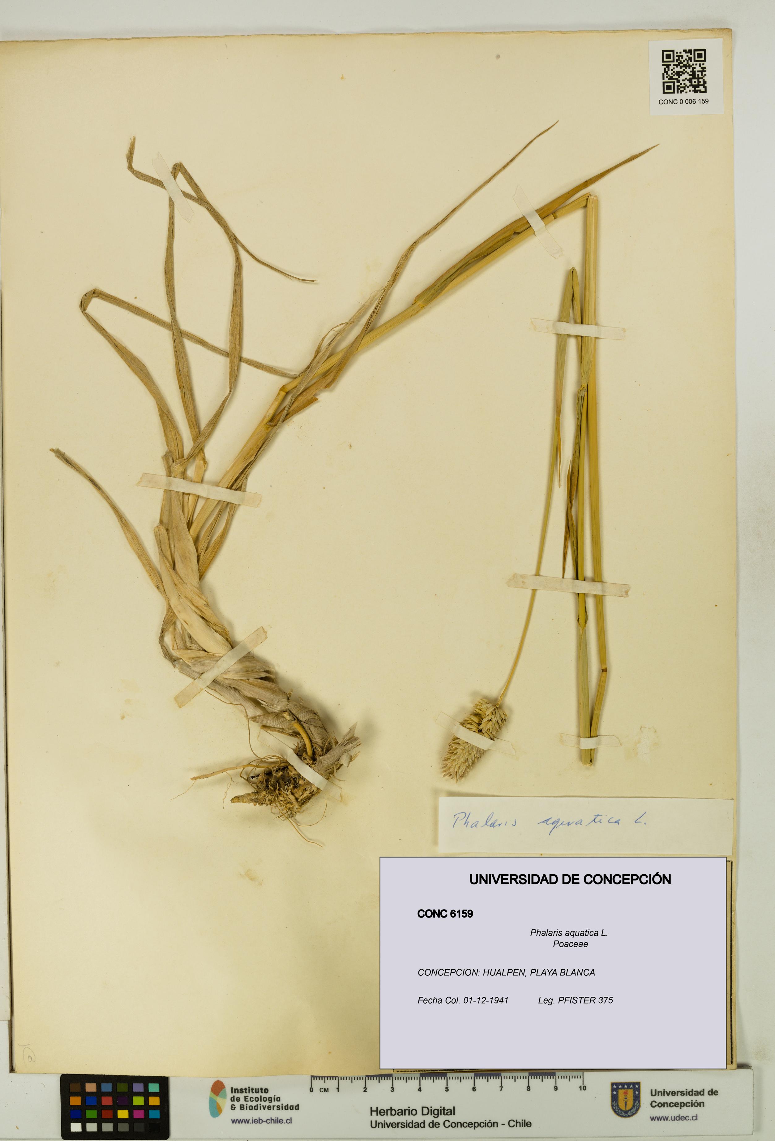 Phalaris aquatica [Espécimen: UDEC:CONC:0006159]