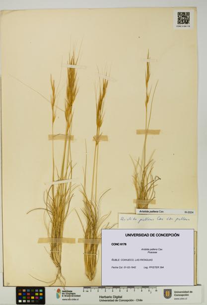 Aristida pallens [Espécimen: UDEC:CONC:0006178]