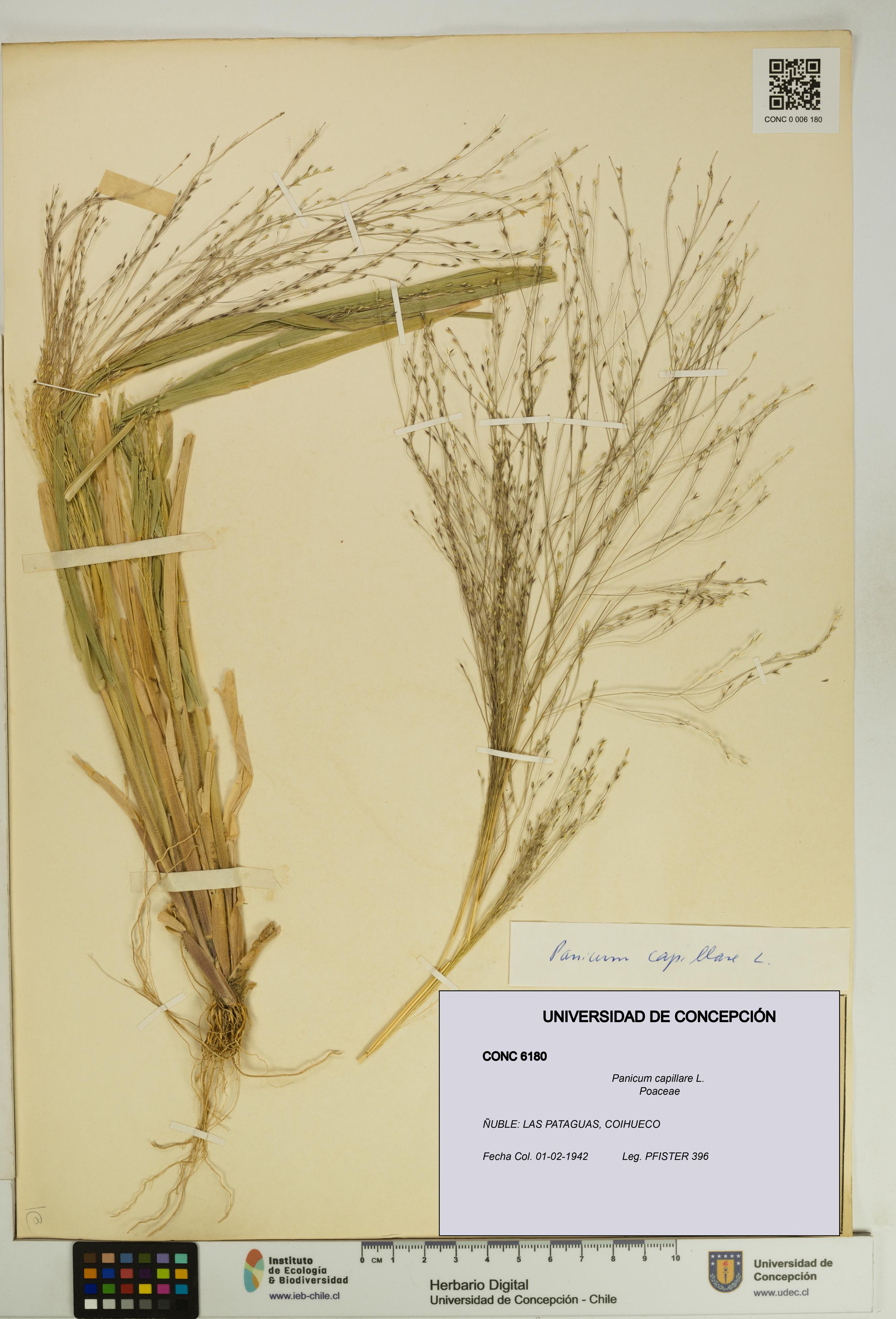 Panicum capillare [Espécimen: UDEC:CONC:0006180]