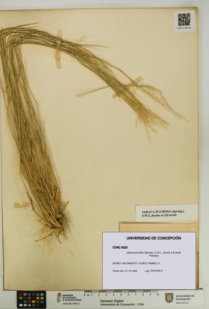 Jarava plumosa [Espécimen: UDEC:CONC:0006223]