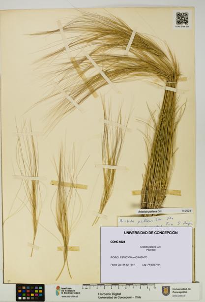 Aristida pallens [Espécimen: UDEC:CONC:0006224]