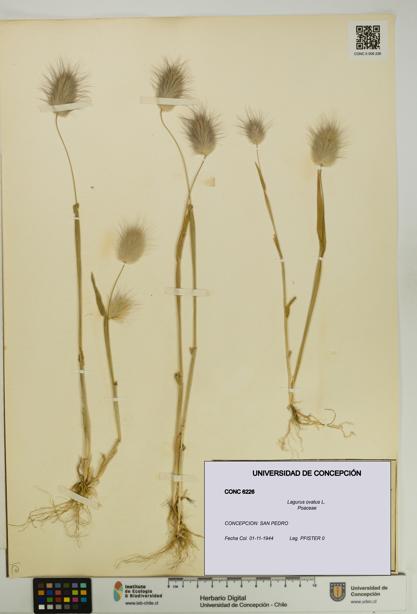 Lagurus ovatus [Espécimen: UDEC:CONC:0006226]