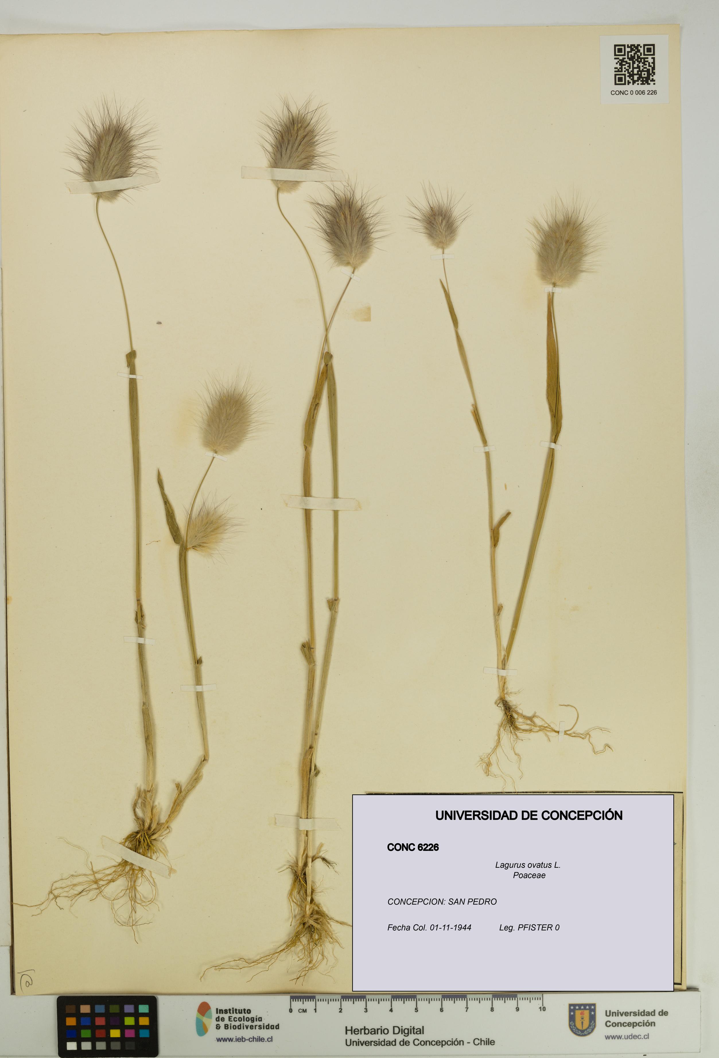 Lagurus ovatus [Espécimen: UDEC:CONC:0006226]