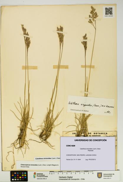 Calotheca brizoides [Espécimen: UDEC:CONC:0006229]