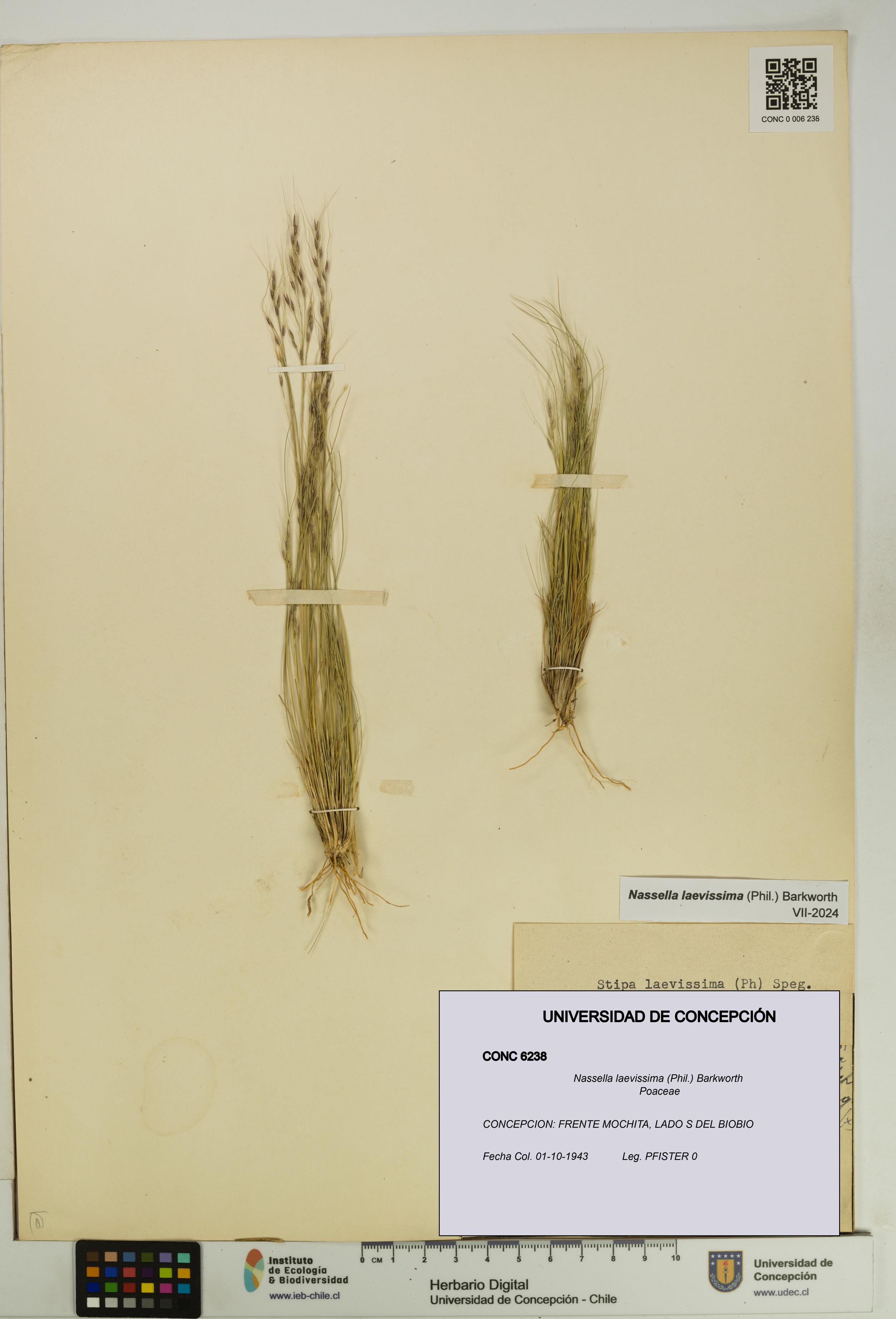 Nassella laevissima [Espécimen: UDEC:CONC:0006238]