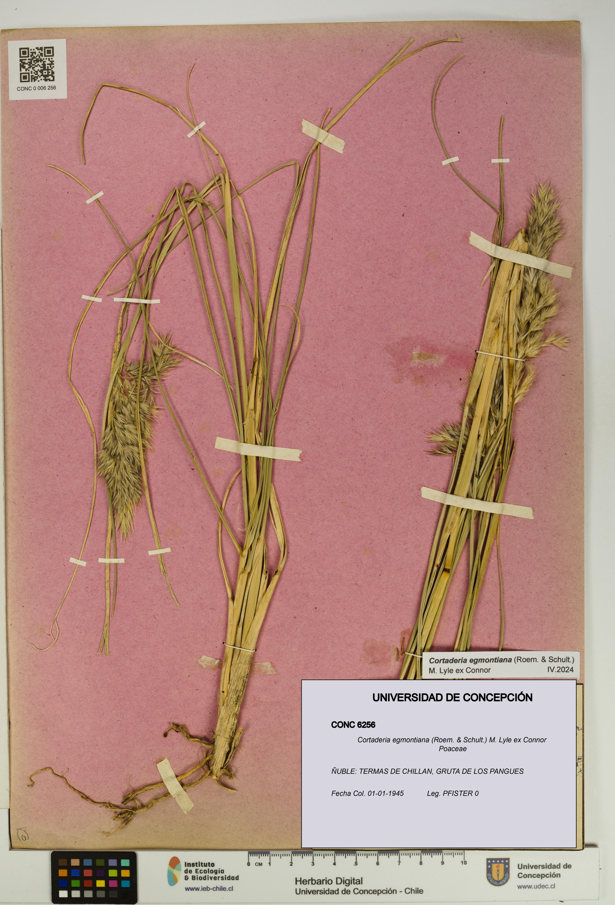 Cortaderia egmontiana [Espécimen: UDEC:CONC:0006256]