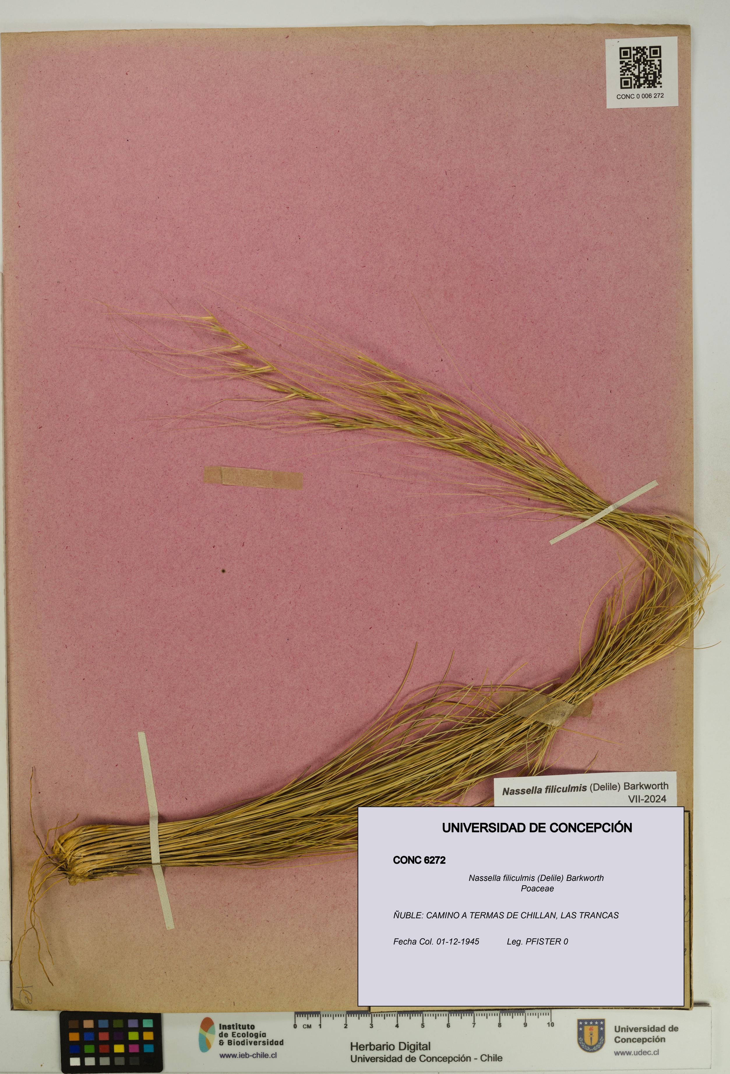 Nassella filiculmis [Espécimen: UDEC:CONC:0006272]