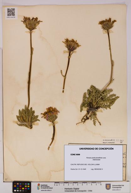 Perezia pedicularidifolia [Espécimen: UDEC:CONC:0006309]
