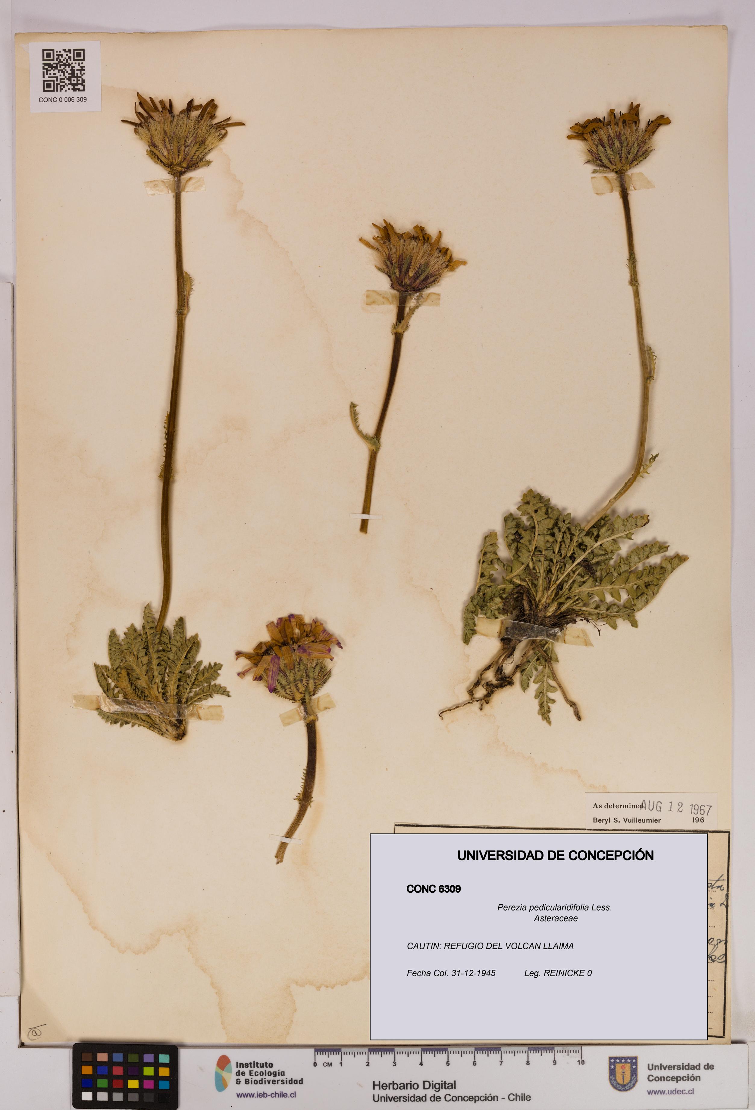 Perezia pedicularidifolia [Espécimen: UDEC:CONC:0006309]