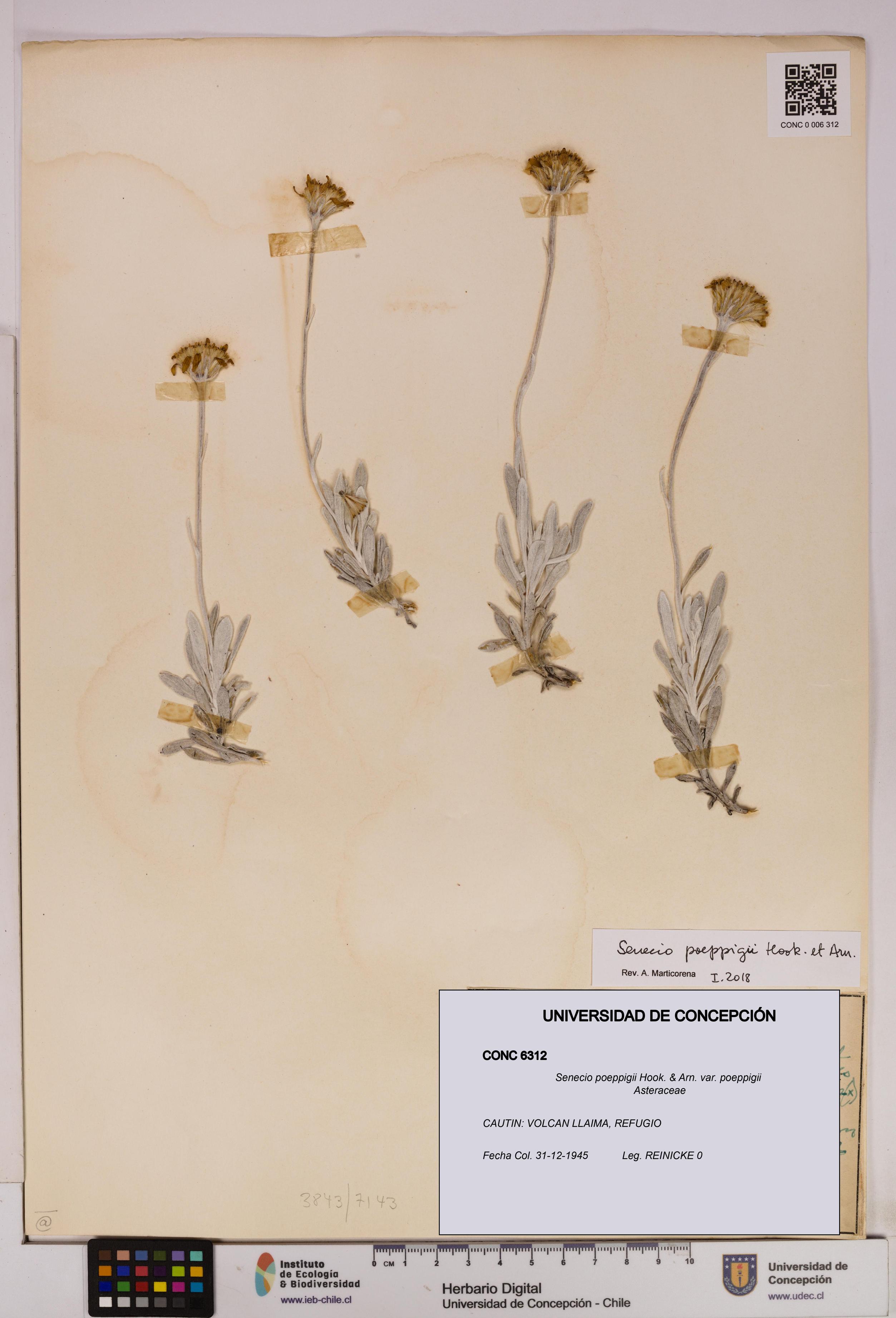 Senecio poeppigii var. poeppigii [Espécimen: ]