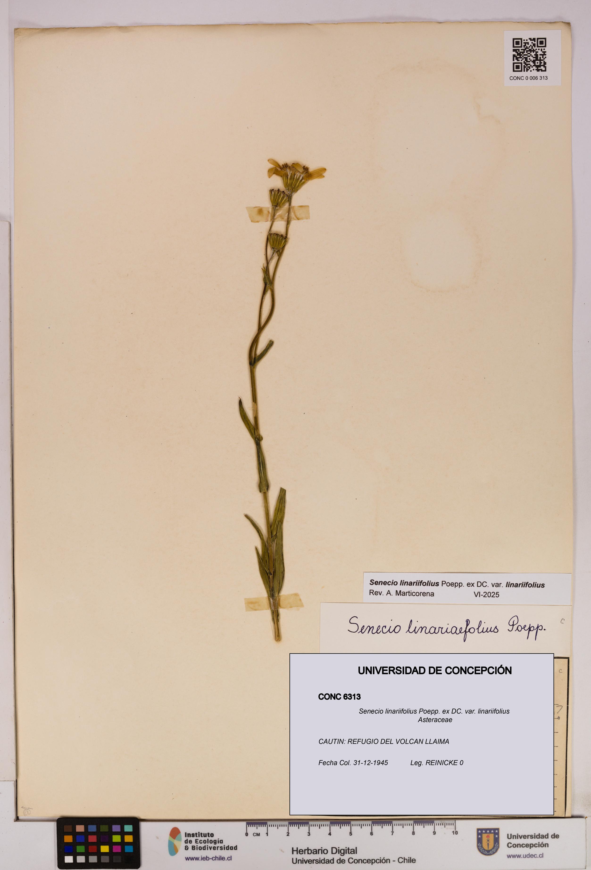 Senecio linariifolius var. linariifolius [Espécimen: UDEC:CONC:0006313]