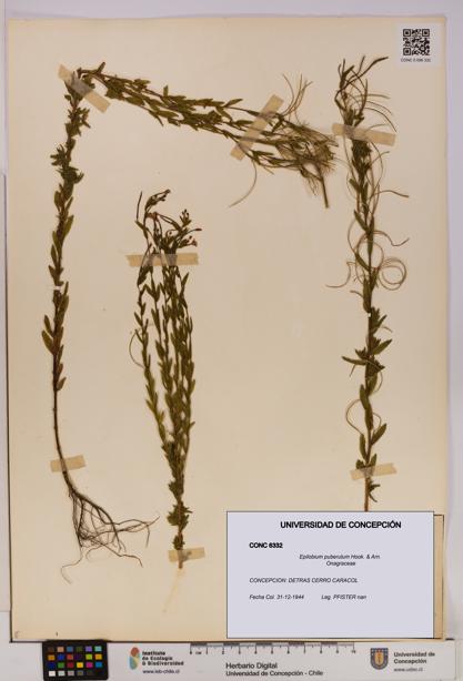 Epilobium puberulum [Espécimen: UDEC:CONC:0006332]