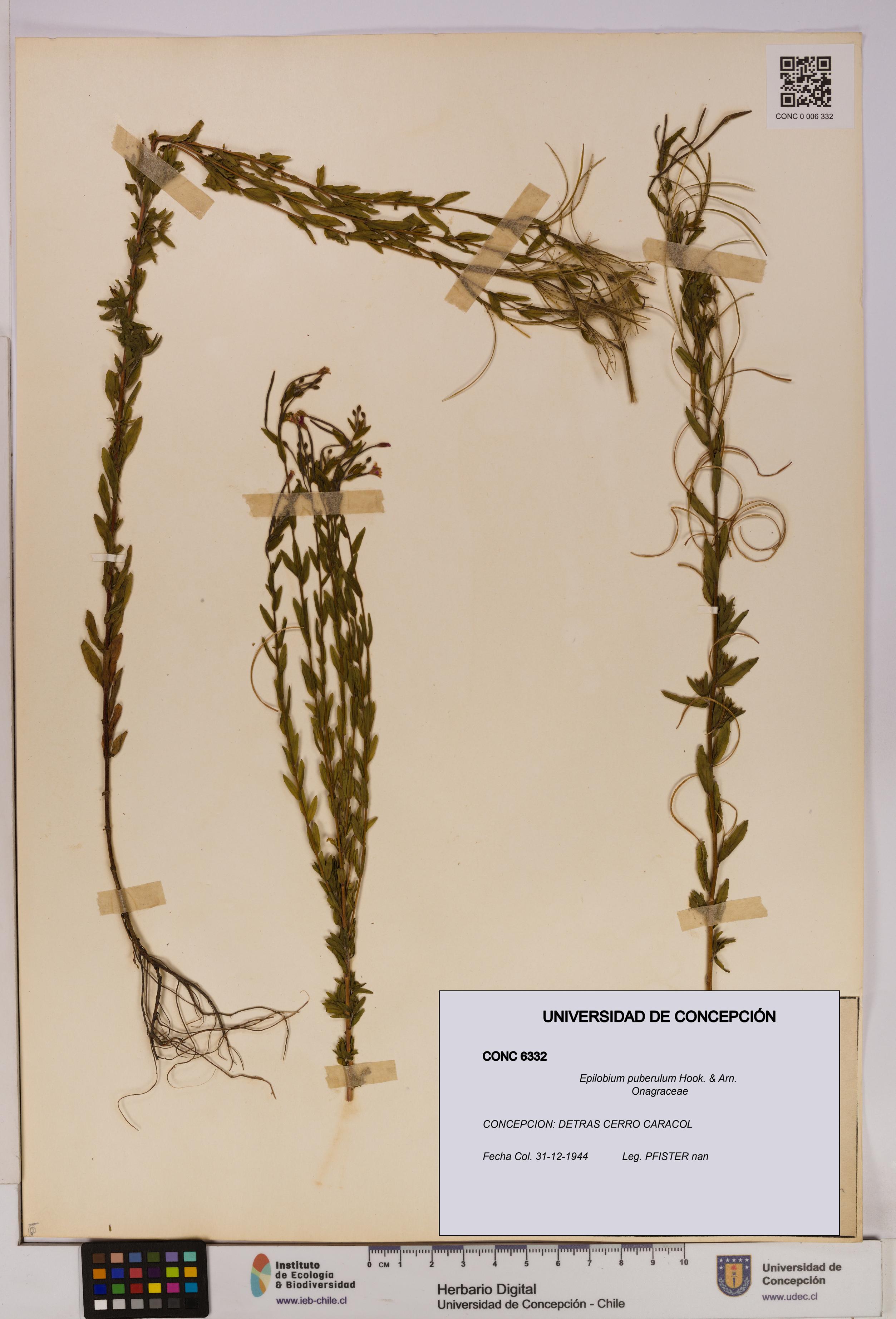 Epilobium puberulum [Espécimen: UDEC:CONC:0006332]