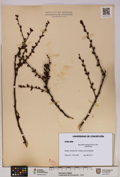 Myoschilos oblongus [Espécimen: UDEC:CONC:0006333]